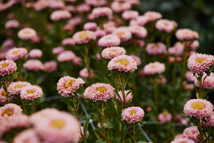 Aster China Matsumoto Apricot Flower | X 50 seeds