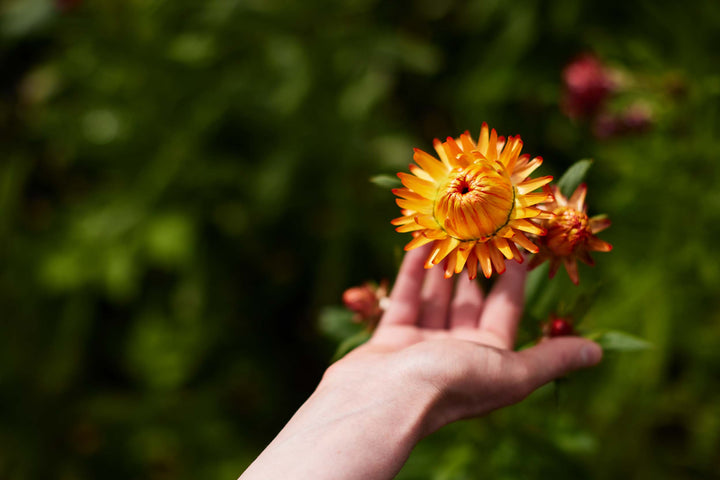 Everlasting Strawflower – Orange – Australian Native Flower | x 100 Seeds