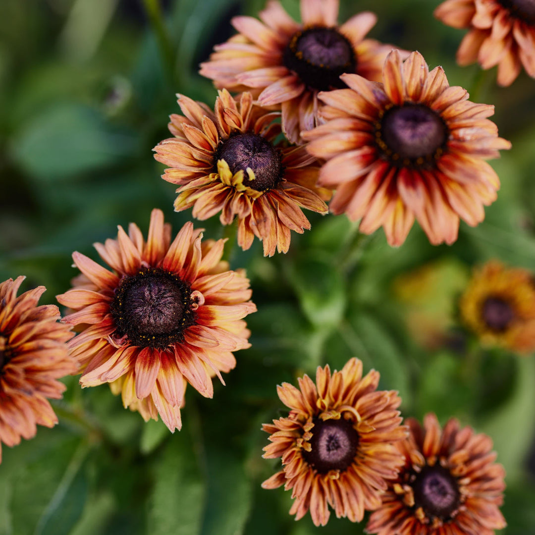 Rudbeckia Sahara Flower