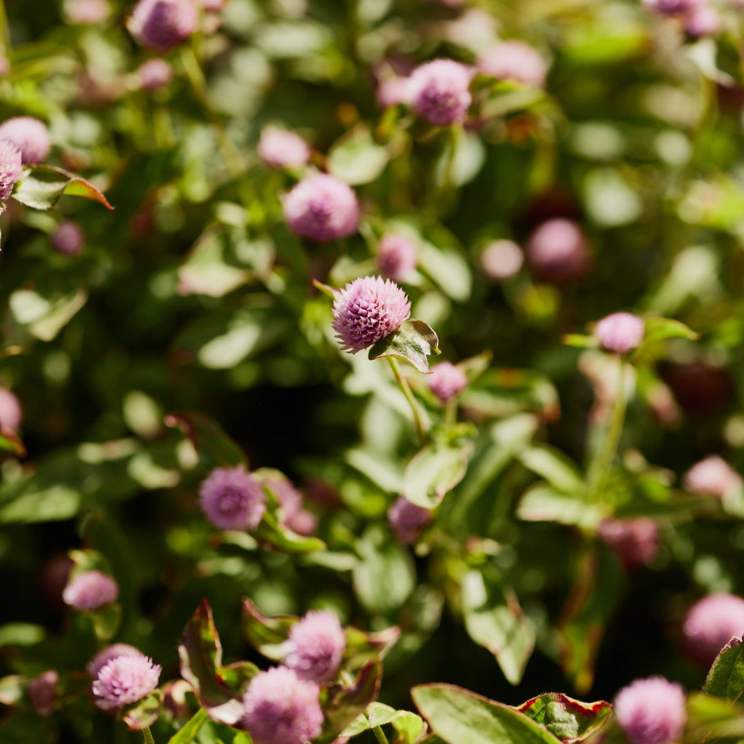 Globe Amaranth / Gomphrena Tall Rose