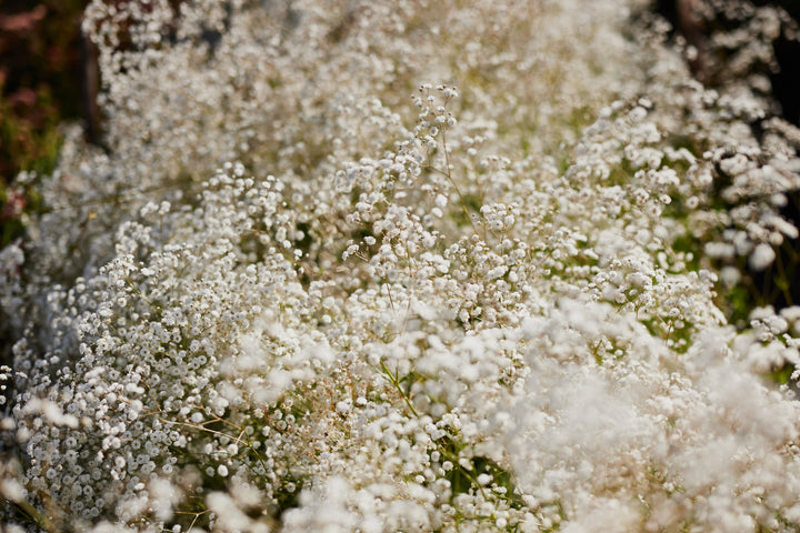 Baby’s Breath Gypsophila Snowflake Flower