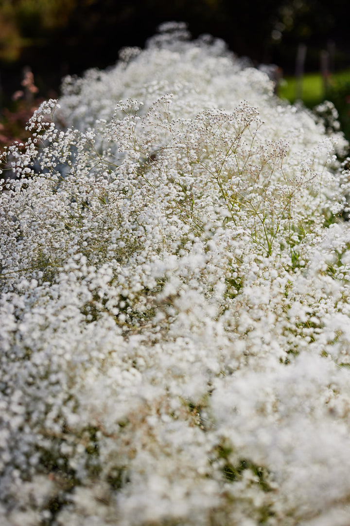 Baby’s Breath Gypsophila Snowflake Flower