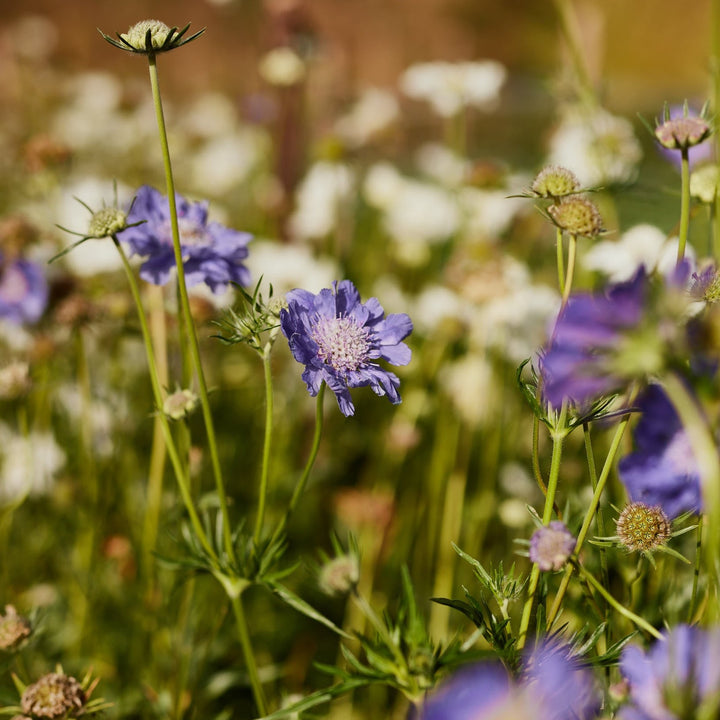 Scabiosa Fama Deep Blue Perennial Flower