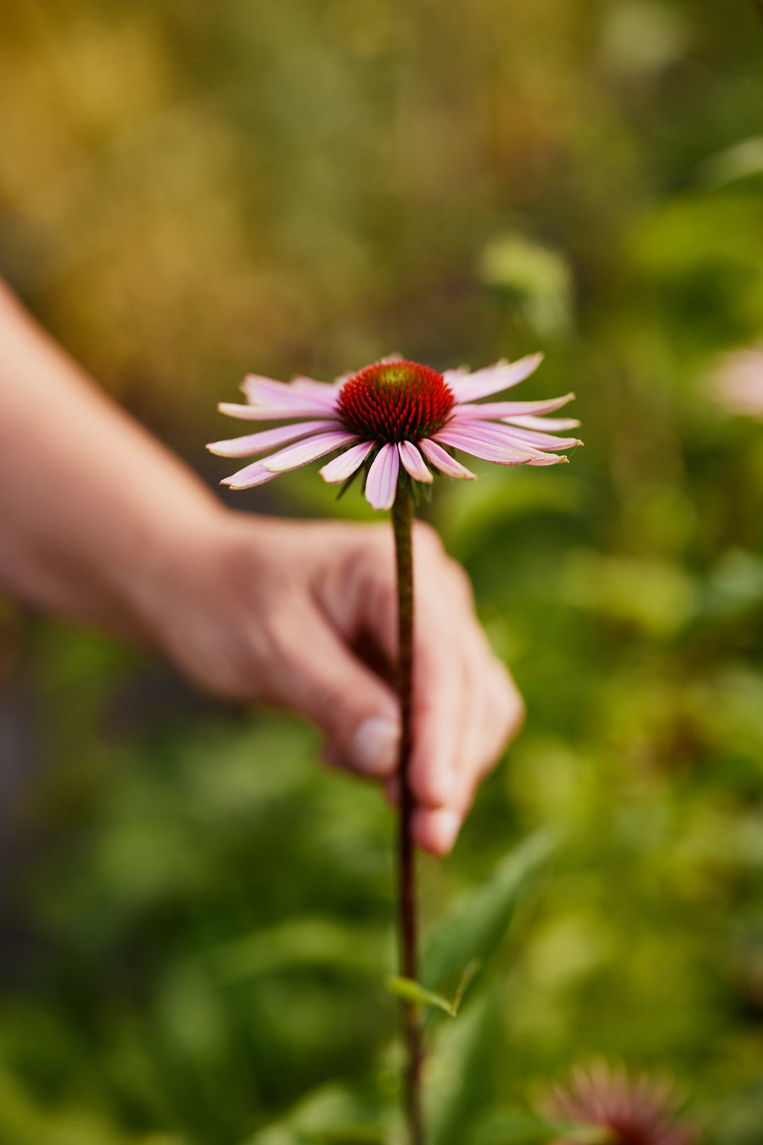 Echinacea Purpurea Flower