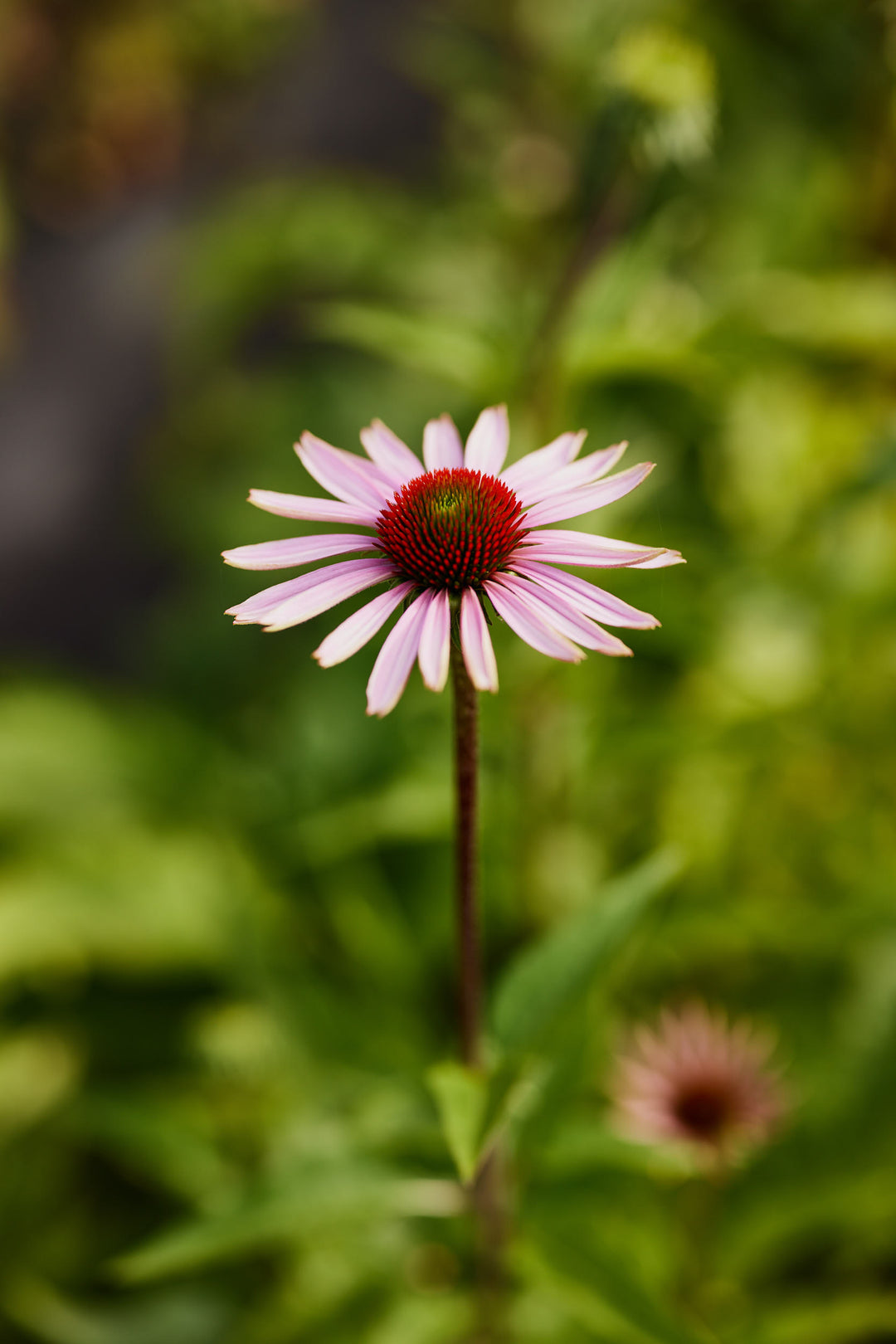 Echinacea Purpurea Flower