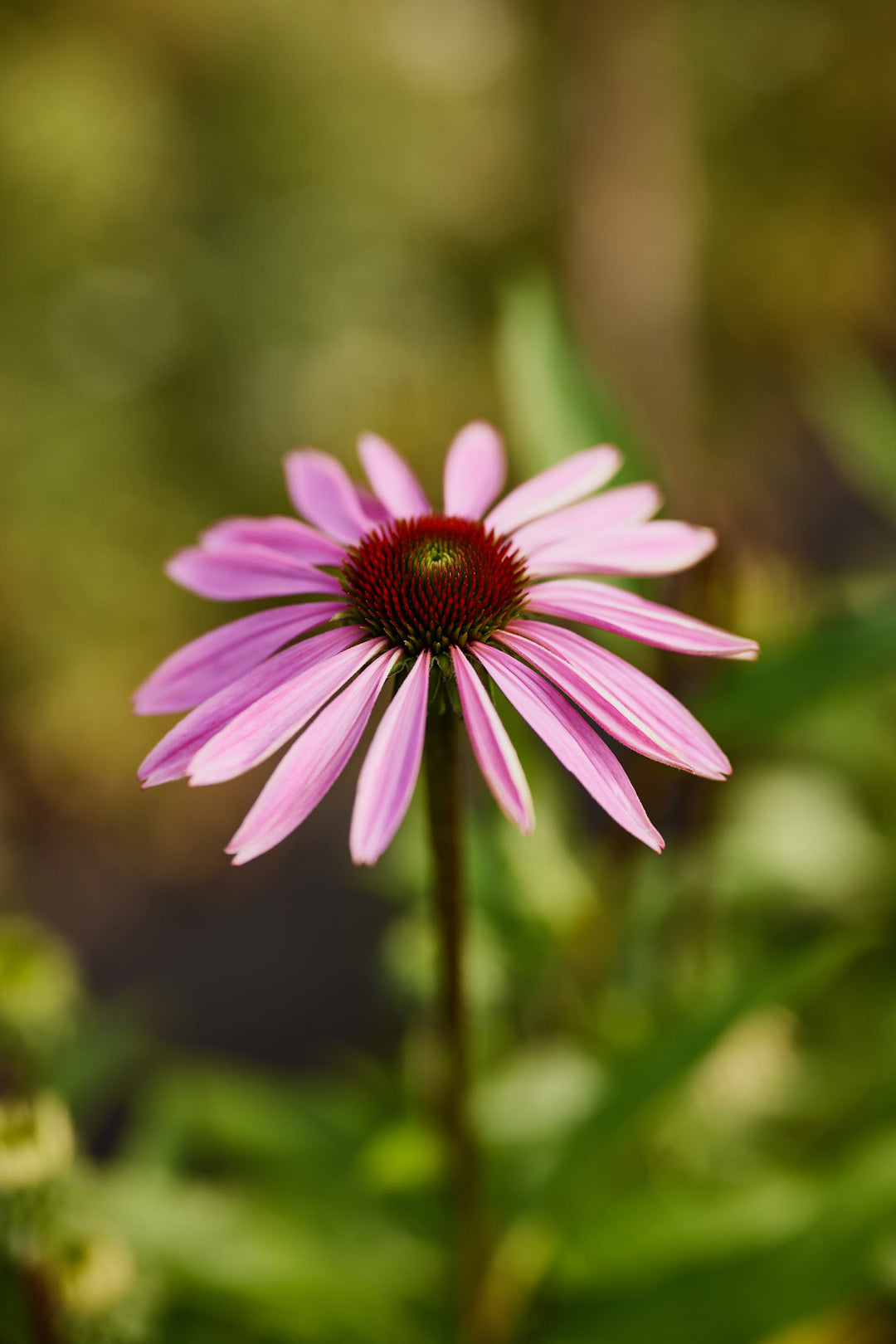 Echinacea Purpurea Flower