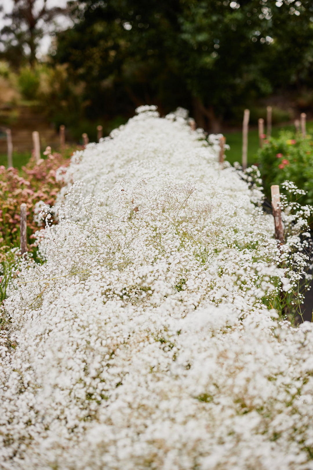 Baby’s Breath Gypsophila Snowflake Flower