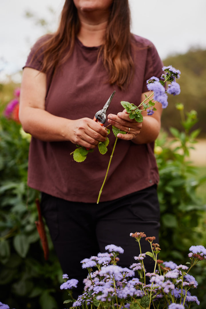 Ageratum Market Growers Blue Flower | X 300 Seeds