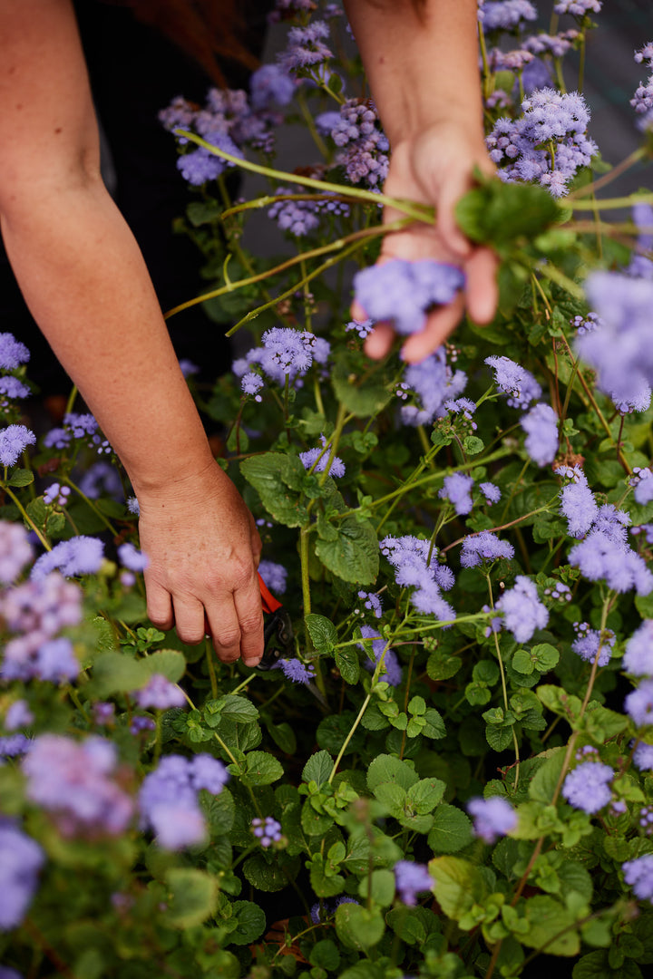 Ageratum Market Growers Blue Flower | X 300 Seeds