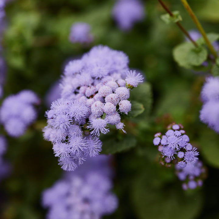 Ageratum Market Growers Blue Flower | X 300 Seeds