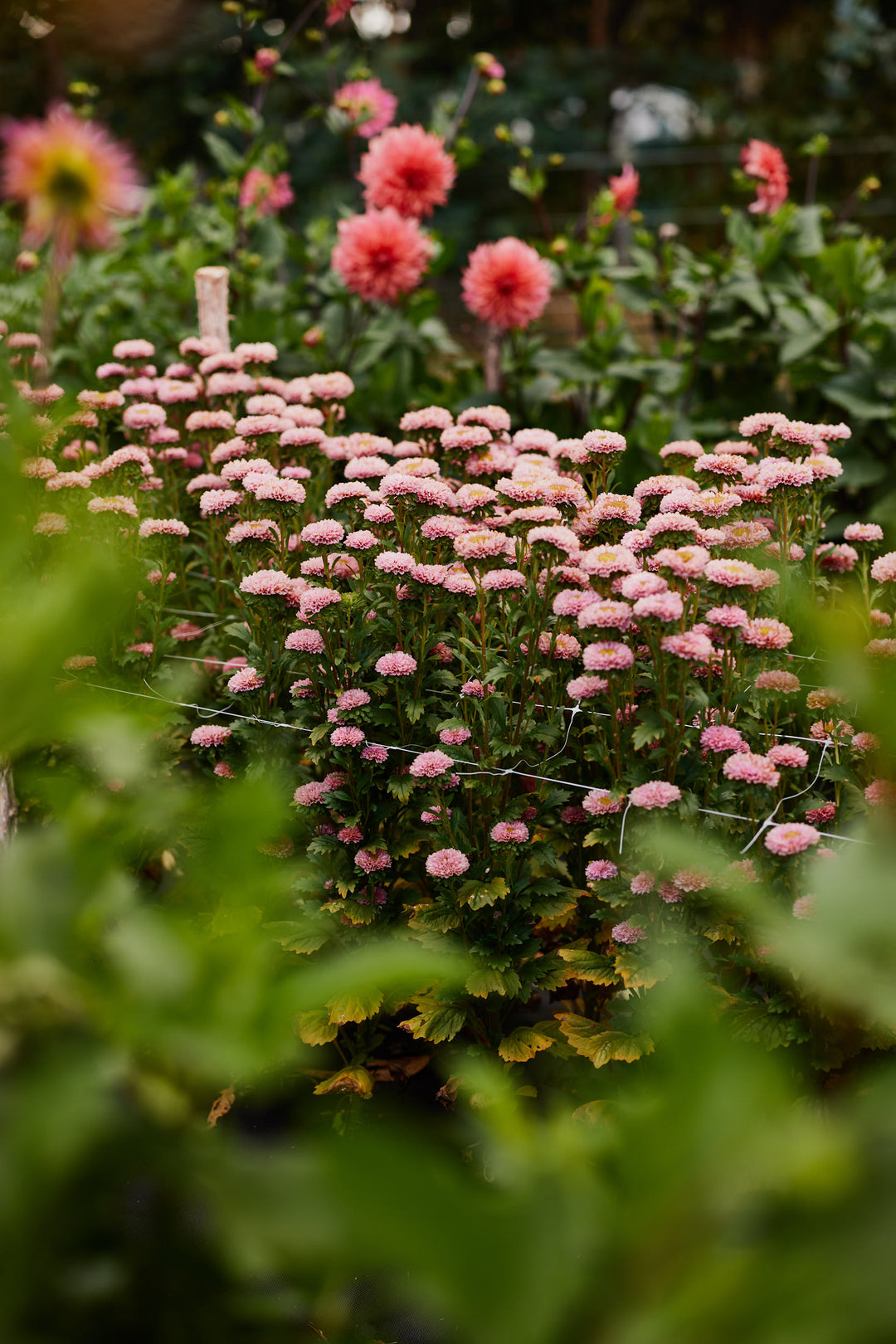 Aster China Matsumoto Apricot Flower | X 50 seeds