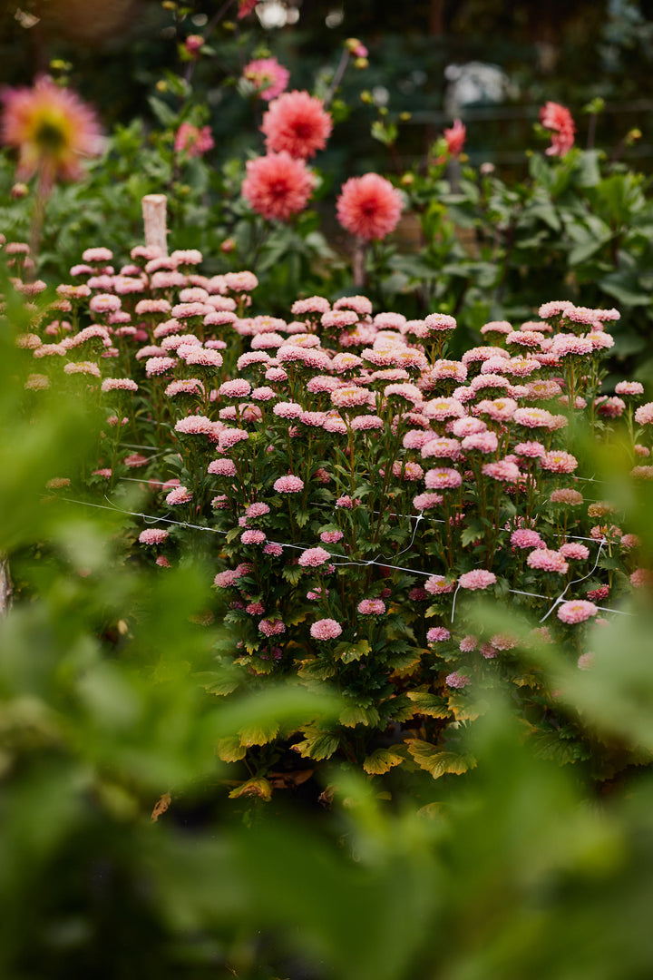 Aster China Matsumoto Apricot Flower | X 50 seeds