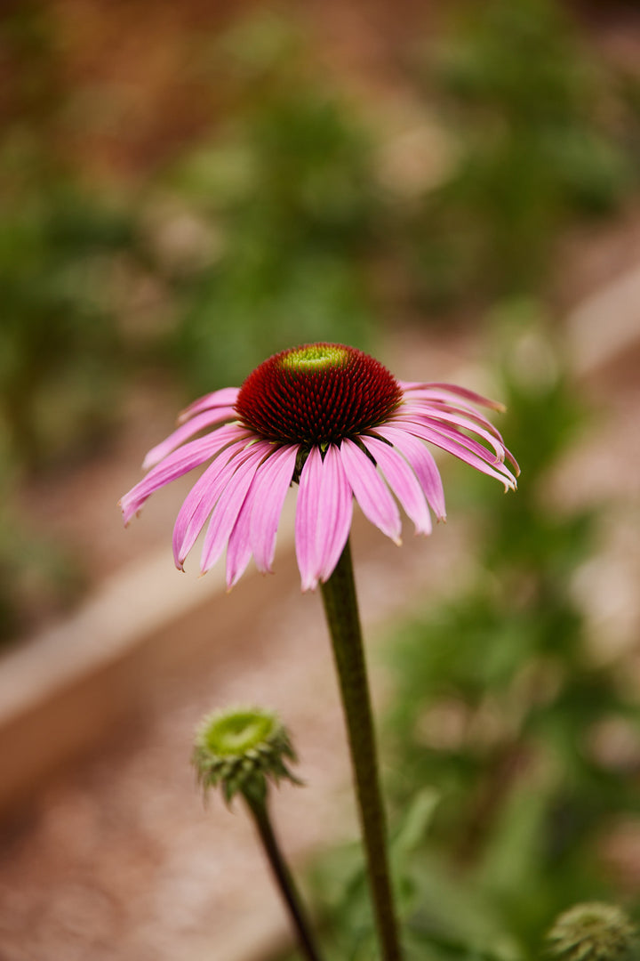 Echinacea Purpurea Flower