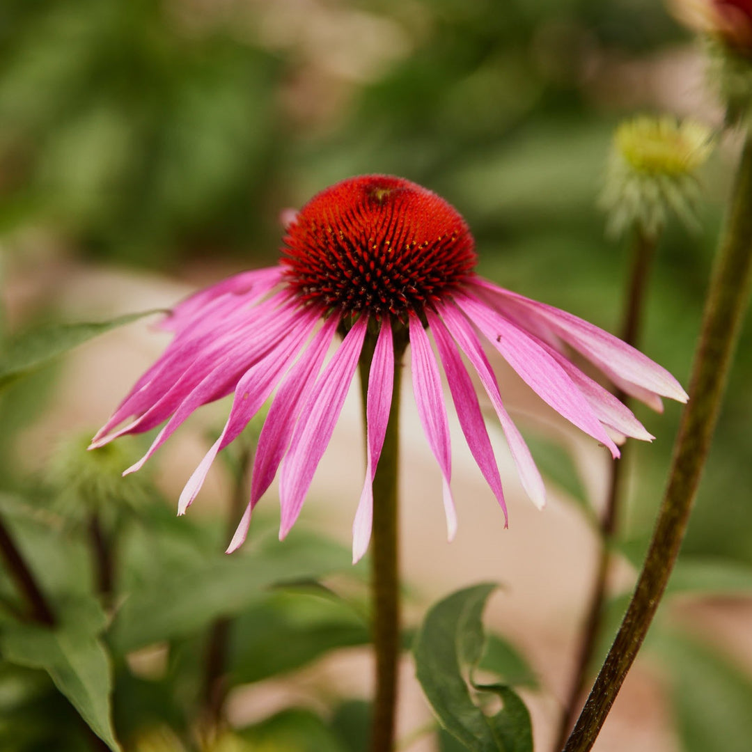 Echinacea Purpurea Flower