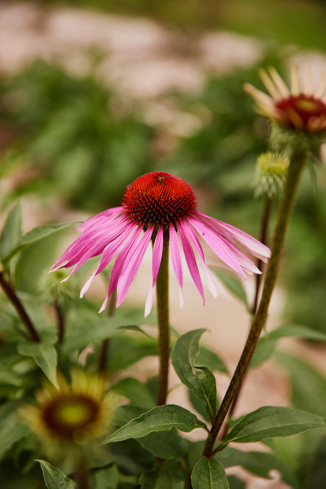 Echinacea Purpurea Flower