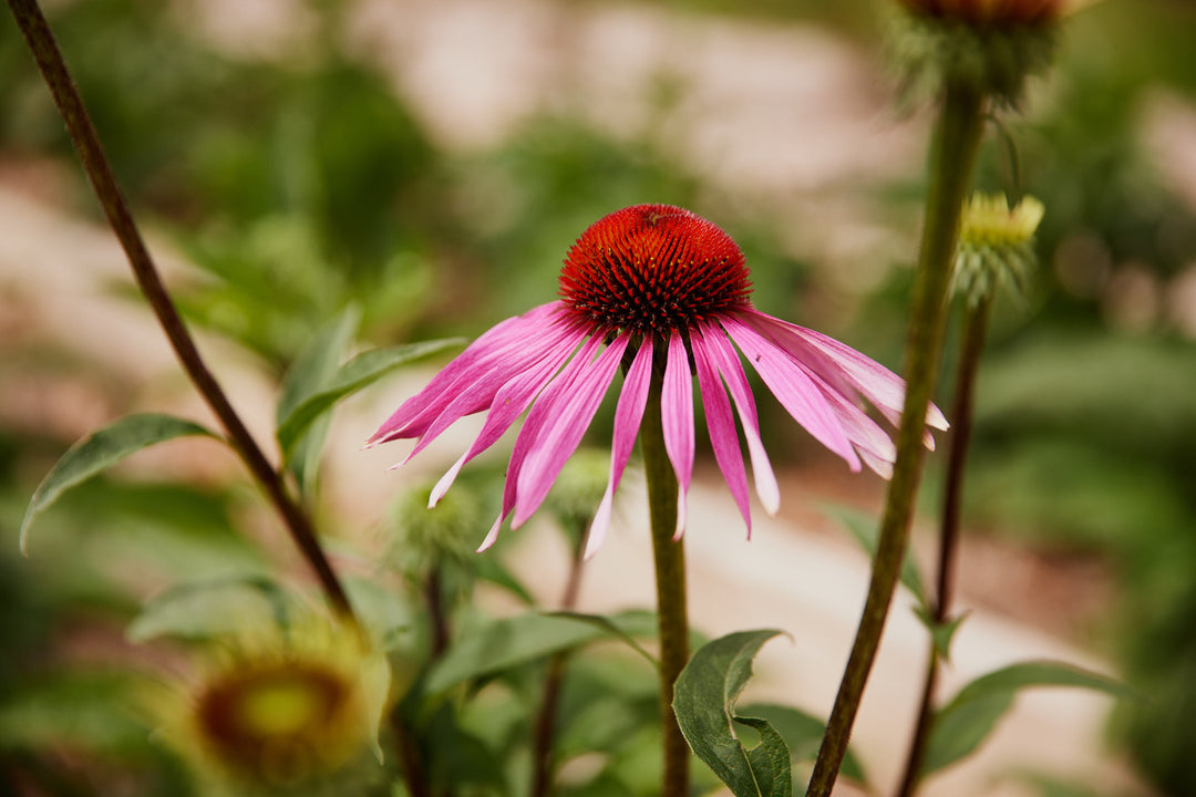 Echinacea Purpurea Flower