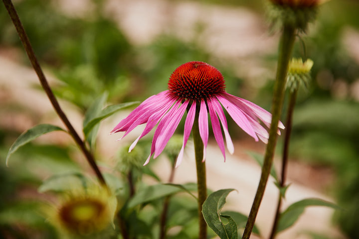Echinacea Purpurea Flower