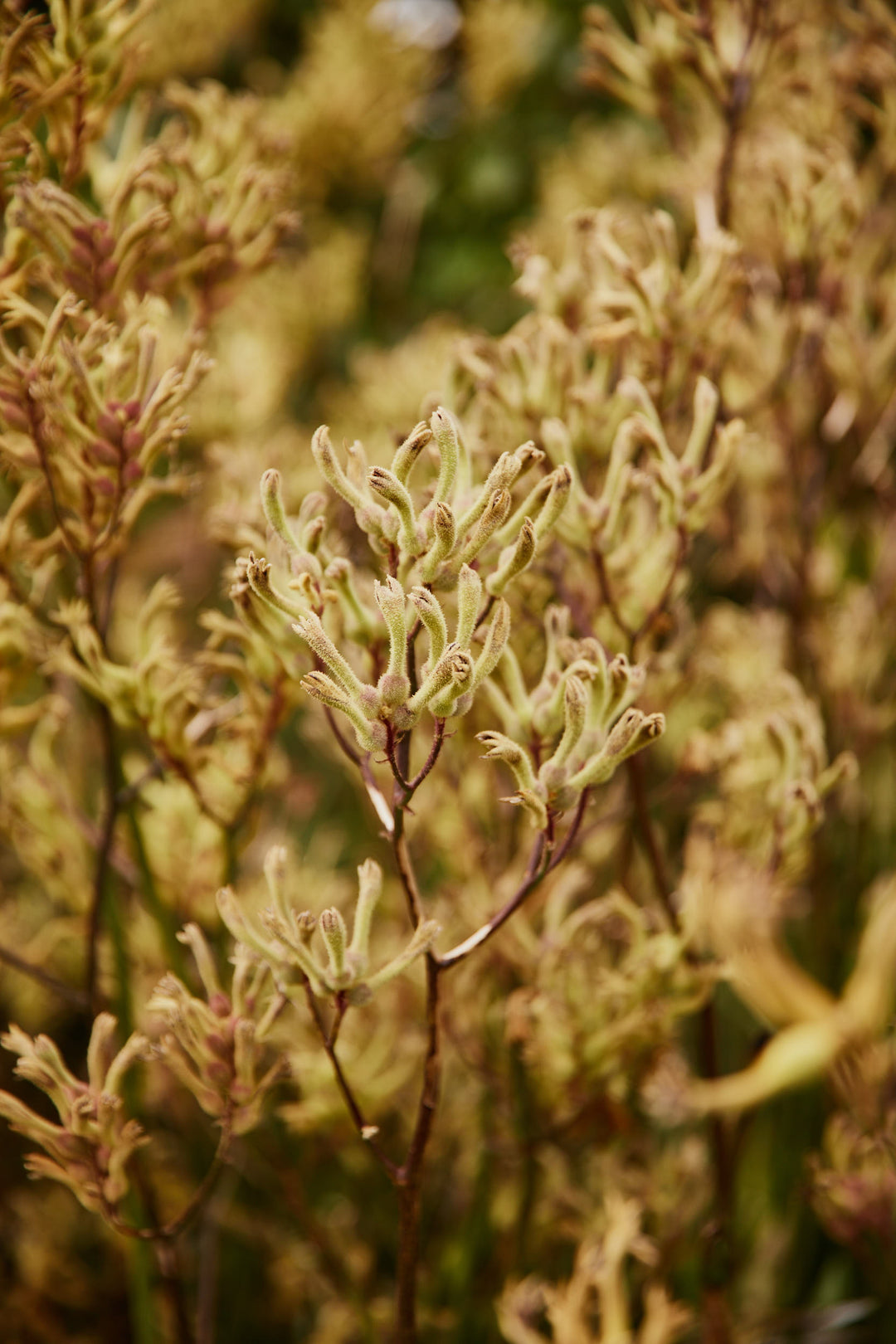 Kangaroo Paw Lime Green Australian Native