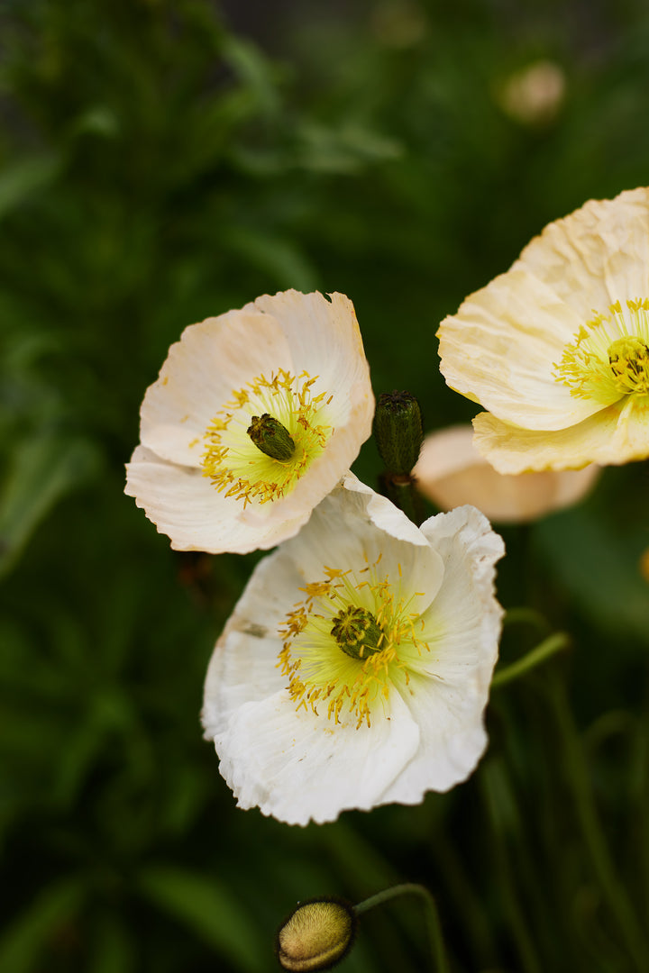 Poppy Iceland Pastel Victory Giant Mixed Flower Seeds