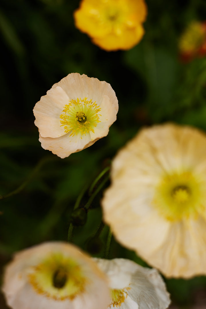 Poppy Iceland Pastel Victory Giant Mixed Flower Seeds