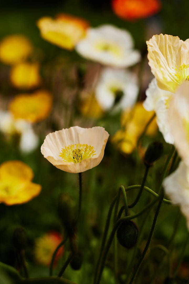 Poppy Iceland Pastel Victory Giant Mixed Flower Seeds