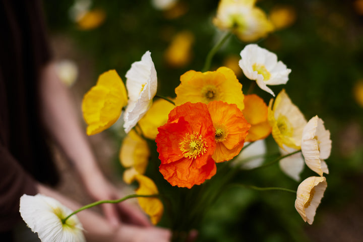 Poppy Iceland Pastel Victory Giant Mixed Flower Seeds