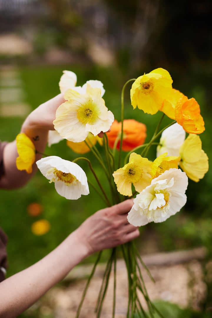 Poppy Iceland Pastel Victory Giant Mixed Flower Seeds