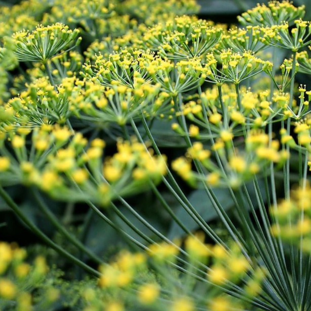 Dill Bouquet