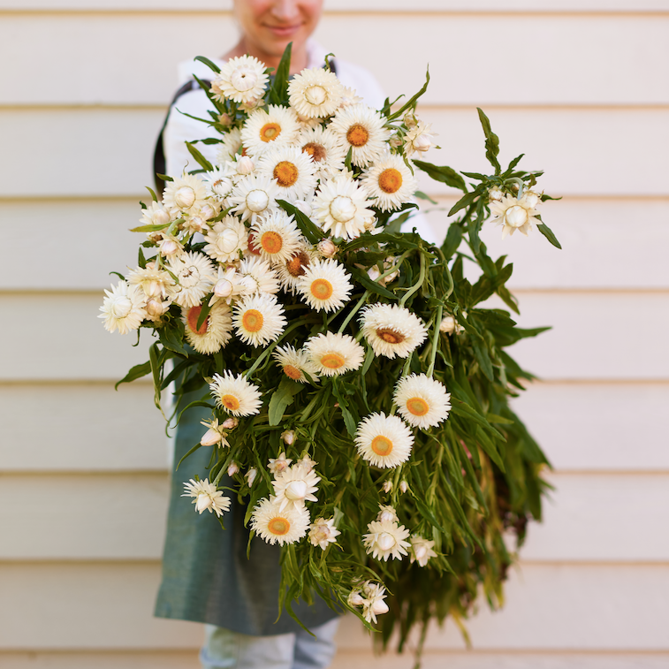 Everlasting Strawflower White – Australian Native Flower Seed
