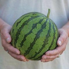 Watermelon Seeds - Sugar Baby