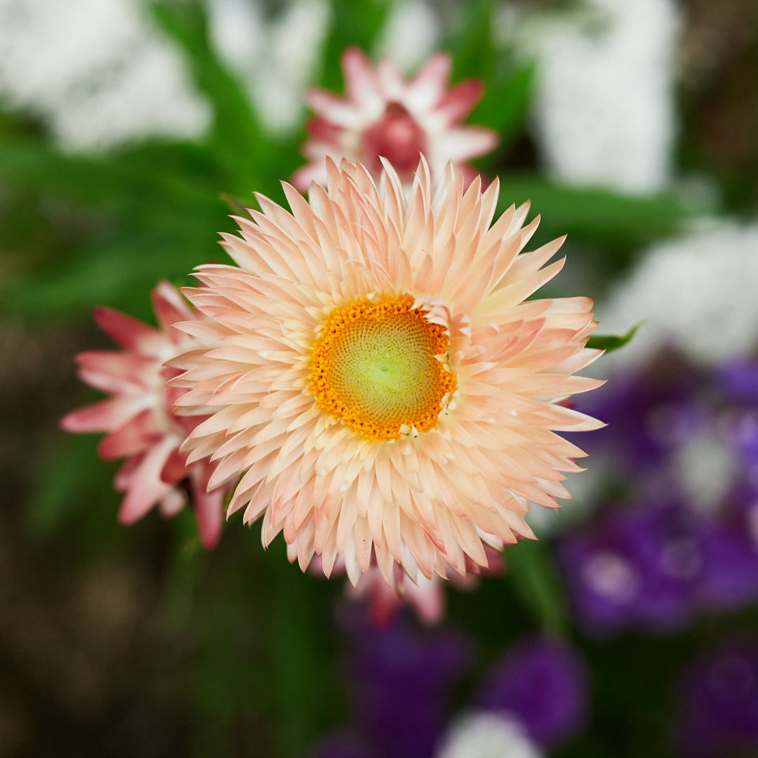 Everlasting Strawflower Apricot + Peach