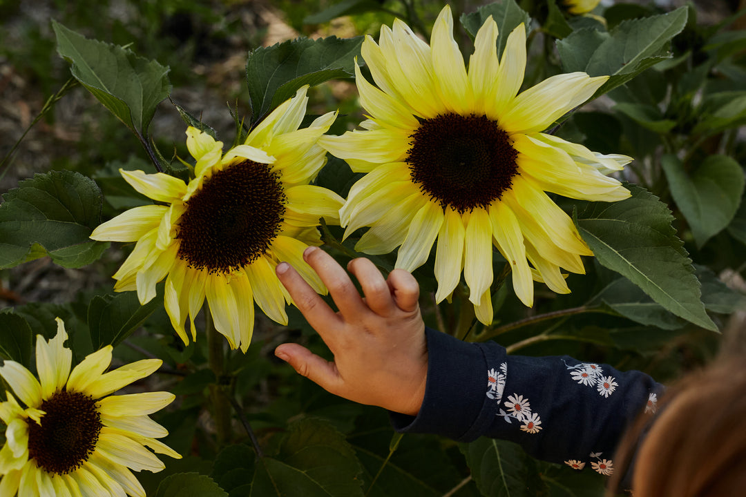 Sunflower Lemon Striker