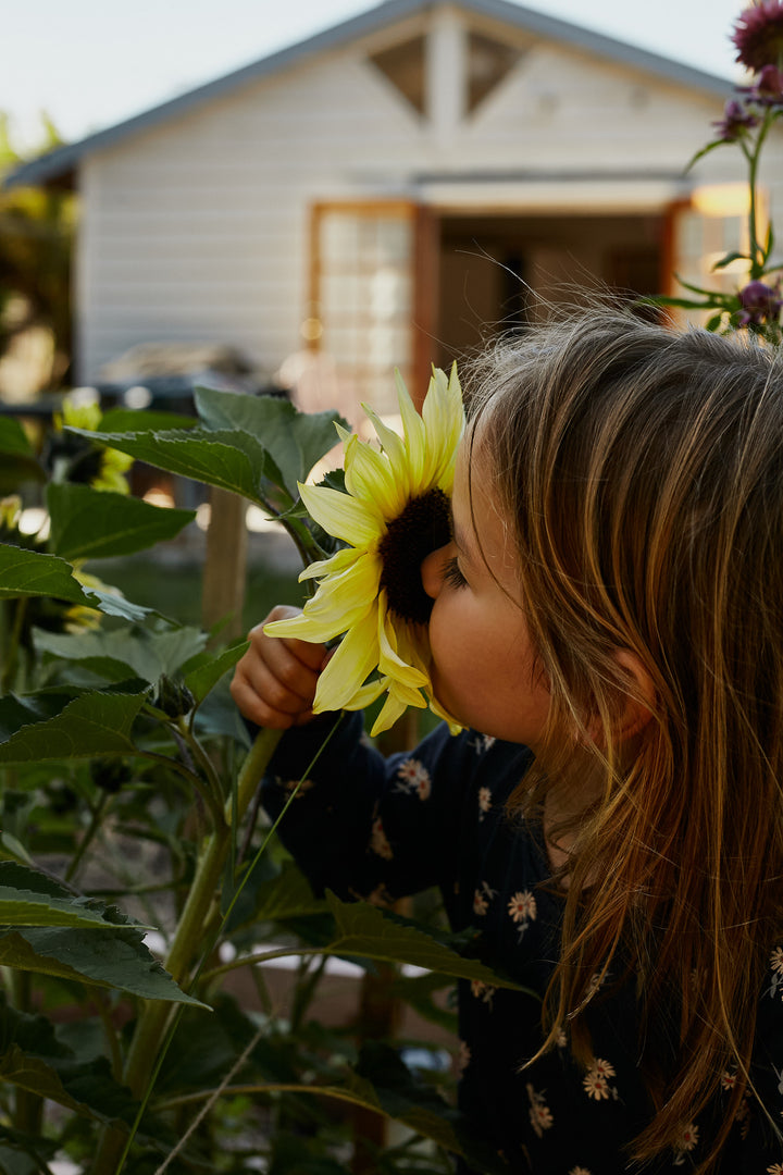 Sunflower Lemon Striker