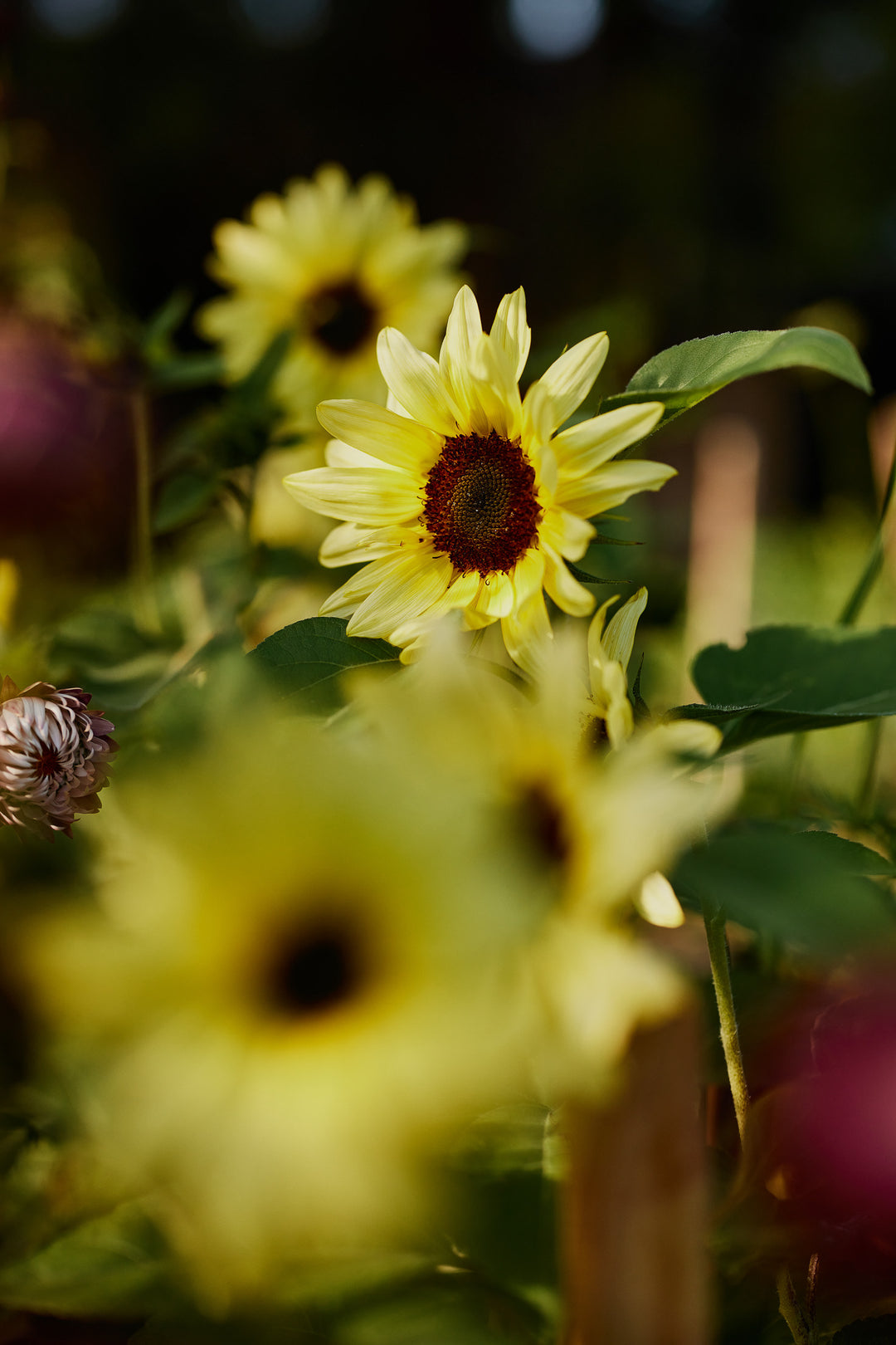 Sunflower Lemon Striker