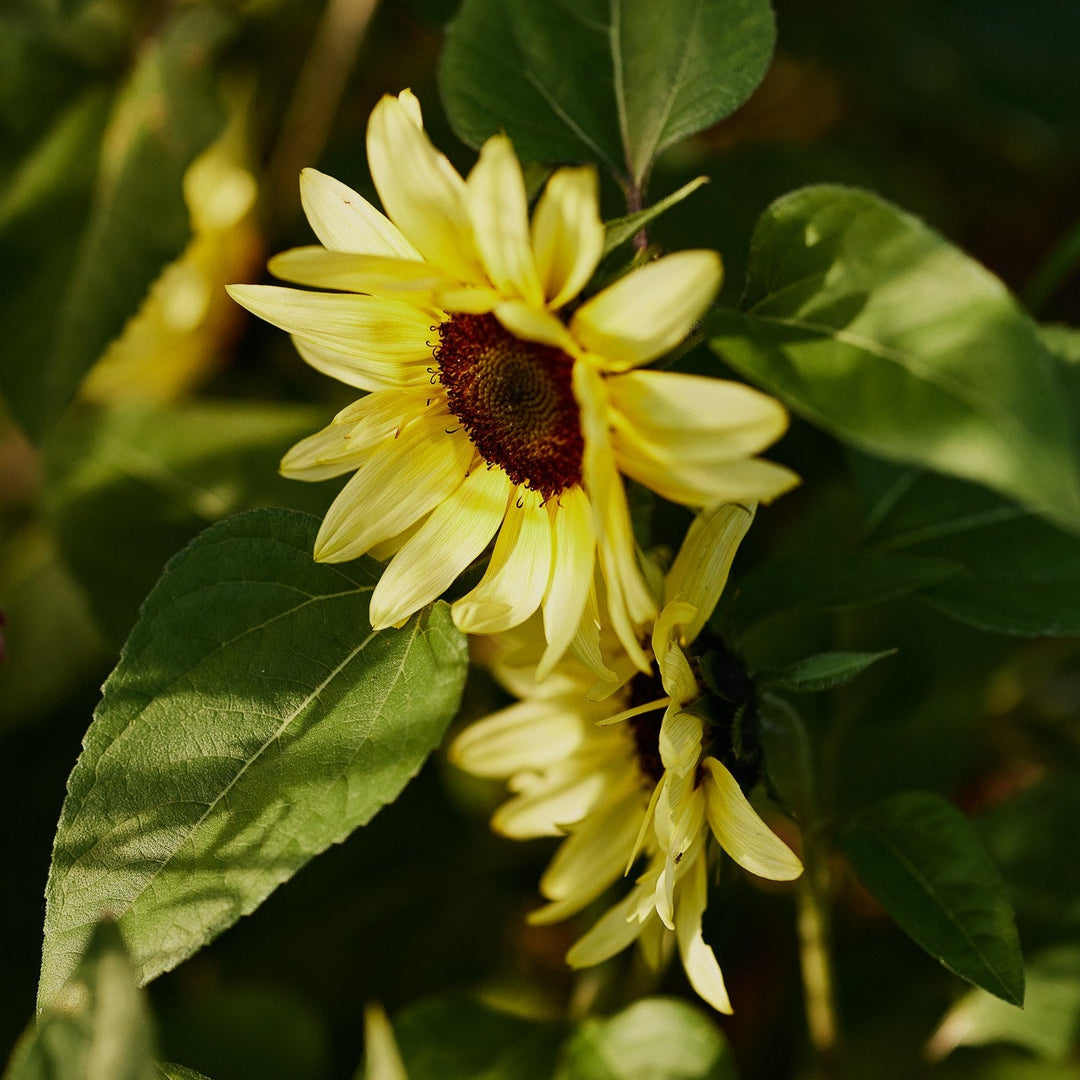 Sunflower Lemon Striker