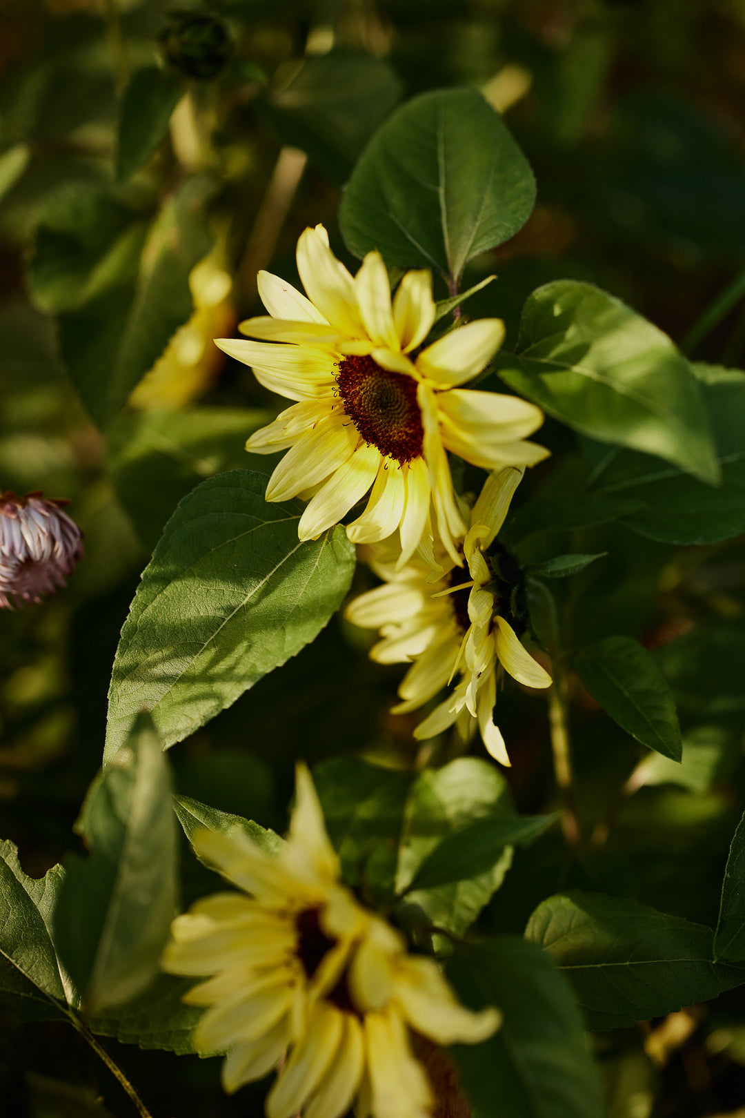 Sunflower Lemon Striker