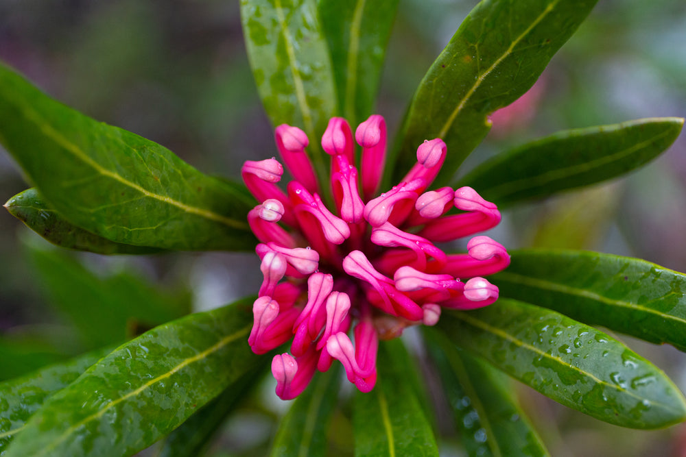 Tasmanian Waratah Telopea truncata Australian Native | X 10 Seeds