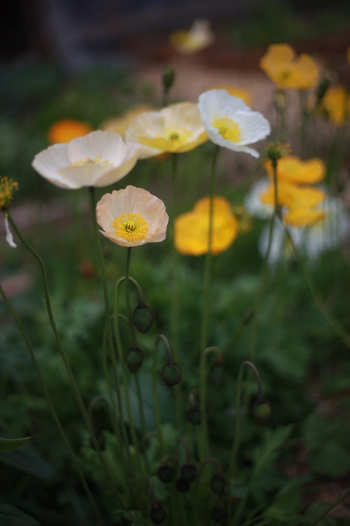 Poppy Iceland Pastel Victory Giant Mixed Flower | x 500 Seeds