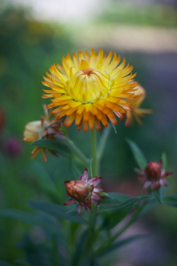 Everlasting Strawflower – Orange – Australian Native Flower | x 100 Seeds