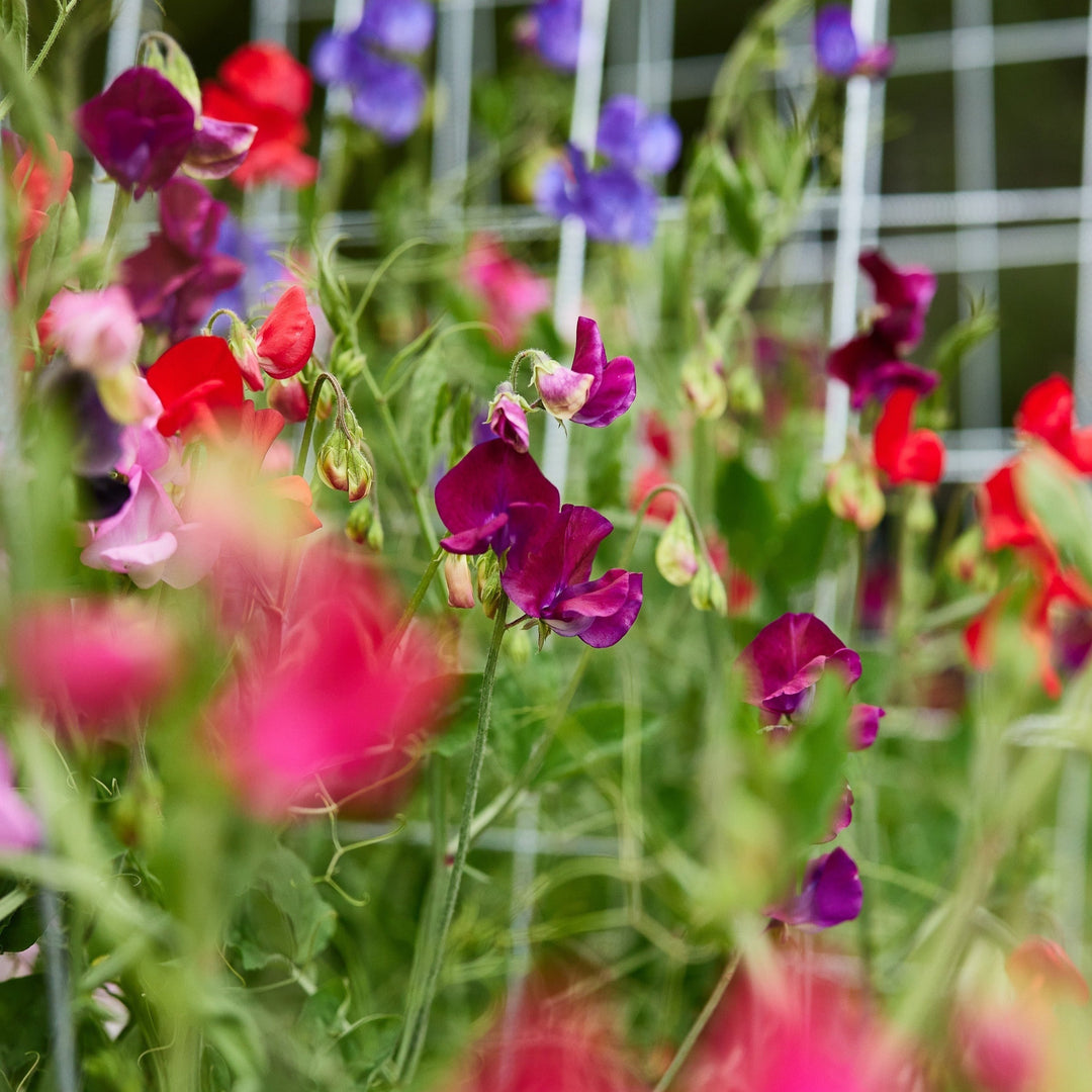 Sweet Pea Mammoth Choice Mix Seeds