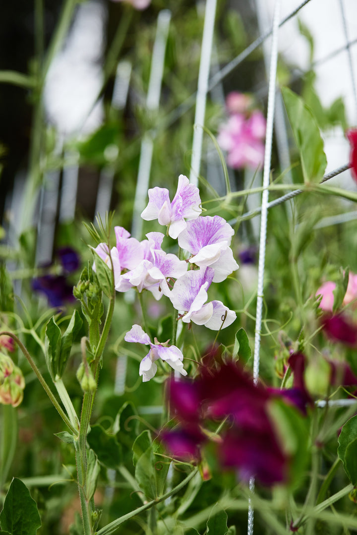 Sweet Pea Spencer Stripes Mix Flower