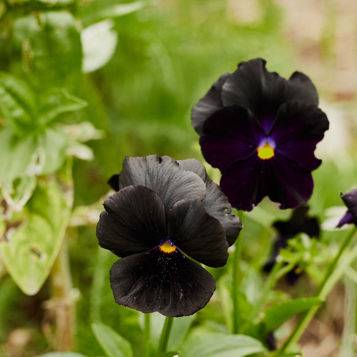 Viola Crystal Clear Black Pansy Flower | X 30 Seeds