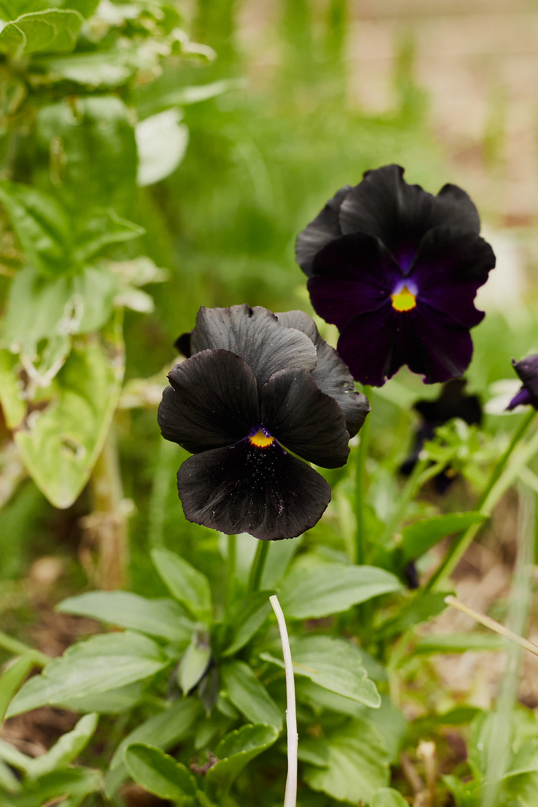Viola Crystal Clear Black Pansy Flower | X 30 Seeds