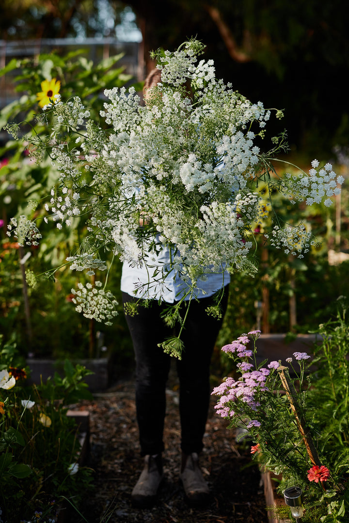 White Dill Ammi 'False Queen Anne's Lace' Flower | X 300 Seeds