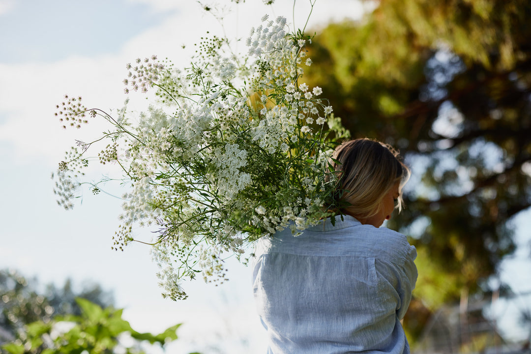 White Dill Ammi 'False Queen Anne's Lace' Flower | X 300 Seeds