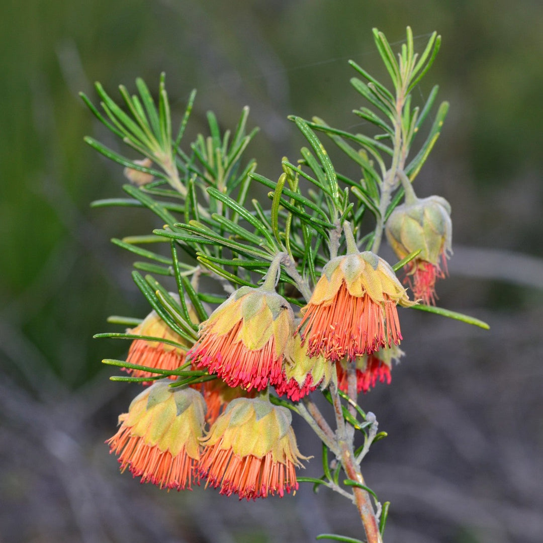Pine Leaved Western Rose Yanchep Rose Diplolaena angustifolia | X 20 Seeds