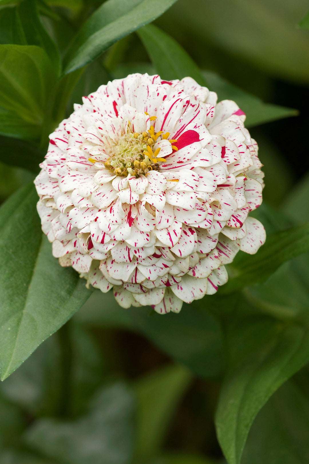 Zinnia Peppermint Stick Flower | X 50 Seeds