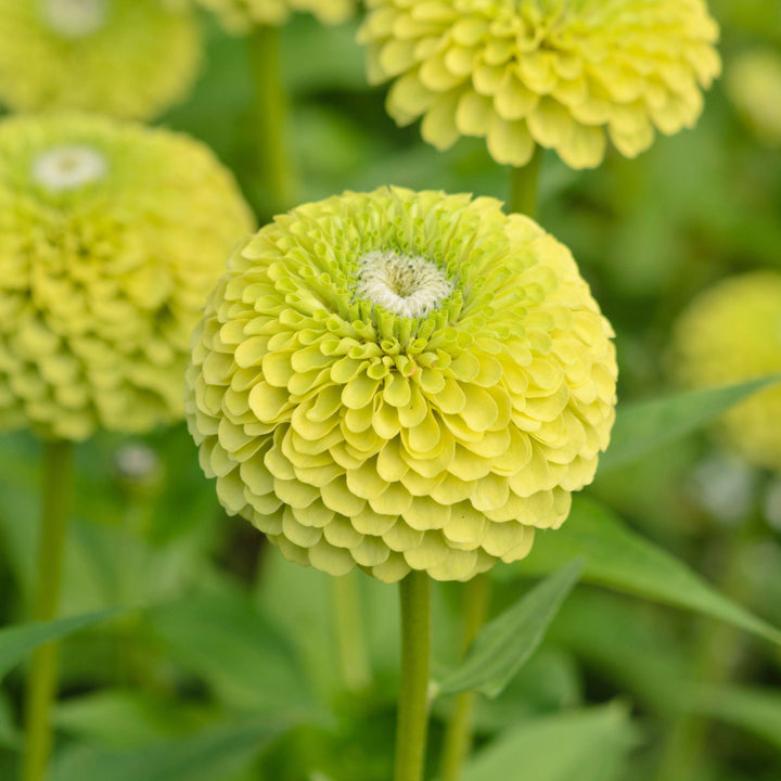 Zinnia Elegans Envy Lime Green Flower