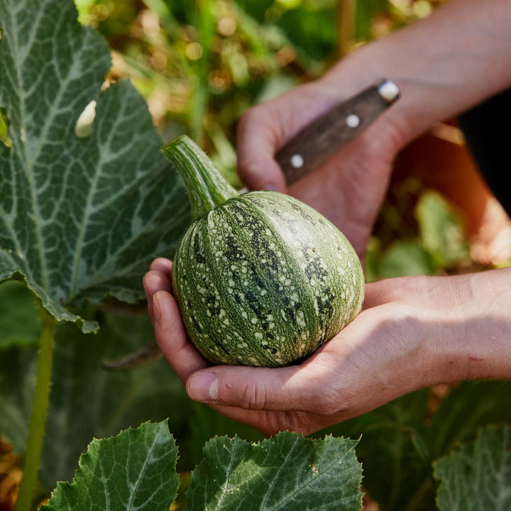 Zucchini Ronde De Nice Vegetable