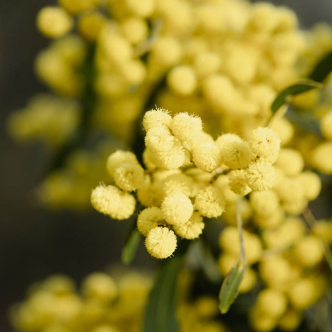 Acacia victoriae Elegant Wattle Australian Native | X 20 Seeds